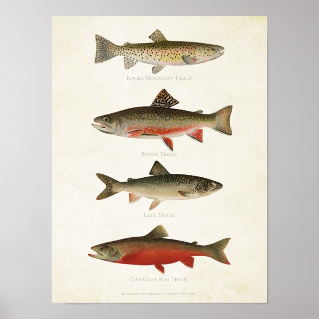Vintage Fische - Forellen Poster (Vorne)