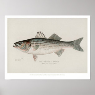Vintage Fische - gestreifter Bass Poster