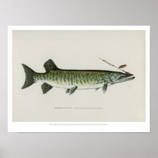 Vintage Fische - Maskalonge Poster