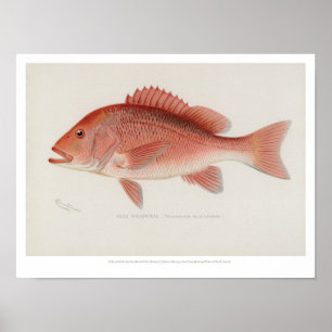 Vintage Fische - Red Snapper Poster