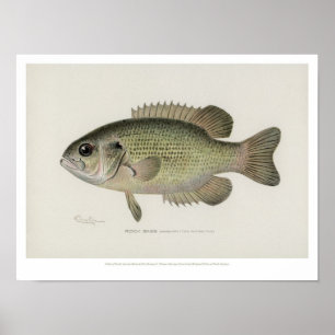Vintage Fische - Rock Bass Fish - Poster