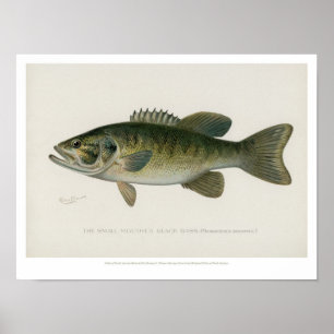 Vintage Fische - Schwarzer Bass Poster