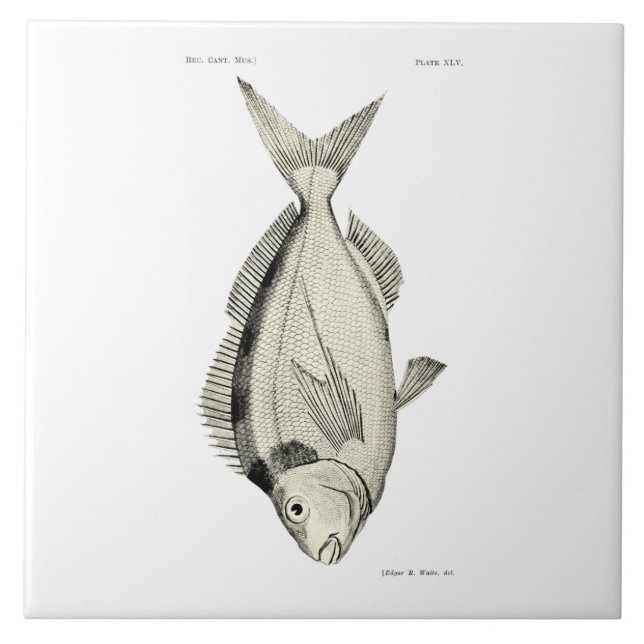 Vintage Fische Tarakihi der Wissenschafts-NZ Fliese (Vorderseite)