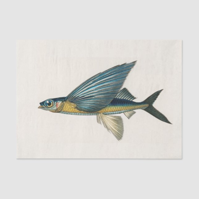 Vintage Fischfarbe Seidenpapier (Vorderseite)