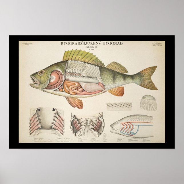 Vintage Fish Anatomy Print Poster (Vorne)