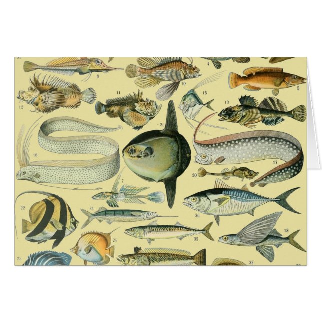 Vintage Fish Scientific Fishing Art (Vorderseite (Horizontal))