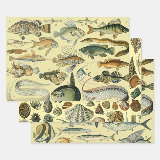 Vintage Fish Scientific Fishing Art Geschenkpapier Set (Set)