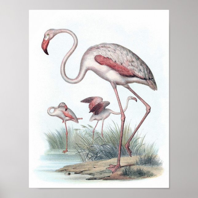 Vintage Flamingo-Illustration Poster (Vorne)