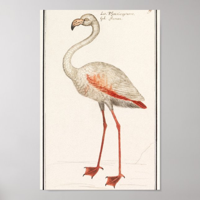 Vintage Flamingo-Illustration Poster (Vorne)