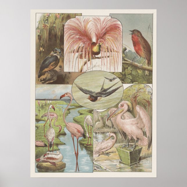 Vintage Flamingo-Illustration Poster (Vorne)