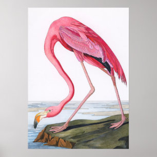 Vintage Flamingo-Illustration Poster