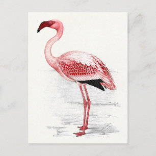 Vintage Flamingo-Illustration Postkarte
