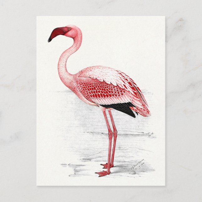 Vintage Flamingo-Illustration Postkarte (Vorderseite)