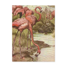 Vintage Flamingo-Illustration