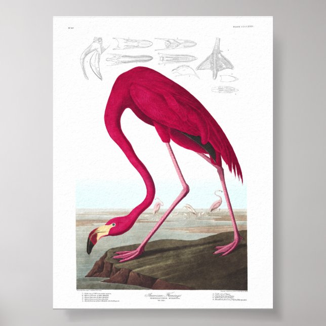 Vintage-Flamingo-Illustration Tiere Natur Poster (Vorne)