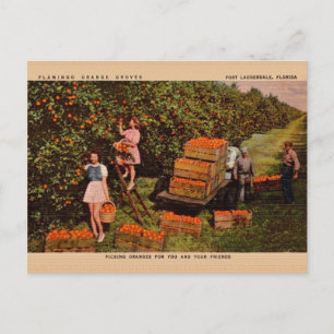 Vintage Flamingo Orange Groves Florida Postkarte