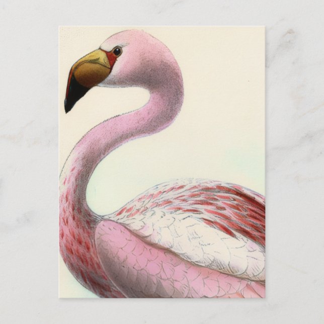 Vintage Flamingo Postkarte (Vorderseite)
