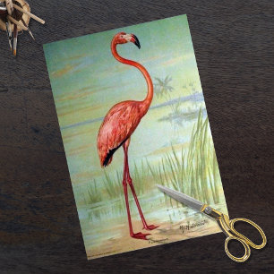 Vintage Flamingo von John Hintermeister 1908 Seidenpapier