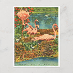 Vintage Flamingos im Hialeah Park, Miami, Florida Postkarte