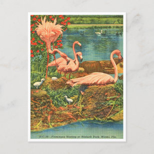 Vintage Flamingos im Hialeah Park, Miami, Florida Postkarte