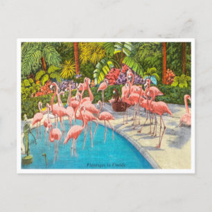 Vintage Flamingos in Florida Postkarte