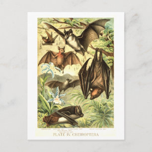 Vintage Fledermaus-Illustration Postkarte