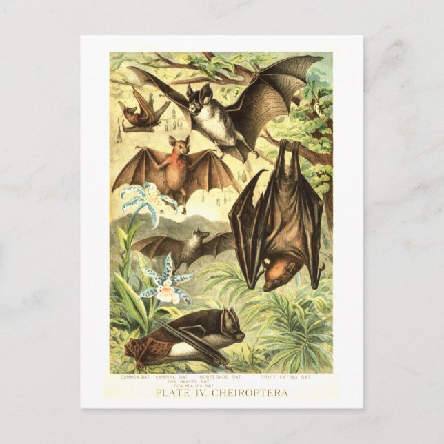 Vintage Fledermaus-Illustration Postkarte (Vorderseite)