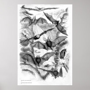 Vintage Fledermäuse drucken Poster