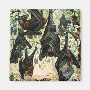 Vintage-Fliegender Fuchs-Fledermaus-Akademie-Illus Magnet