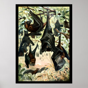 Vintage-Fliegender Fuchs-Fledermaus-Akademie-Illus Poster