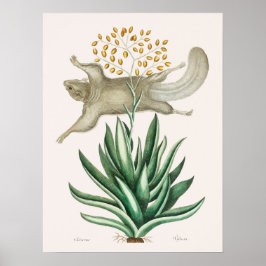 Vintage Fliegenschildkröte Poster