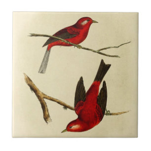 Vintage Fliegenschnäpper-Vogel Fliese