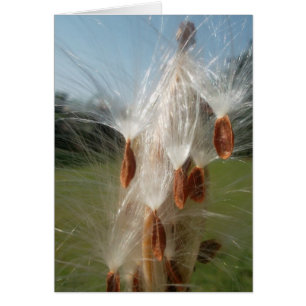 Vintage Flora und Fauna Milkweeds Floating.jpg