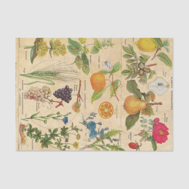 Vintage Flora und Obst Seidenpapier (Vorderseite)