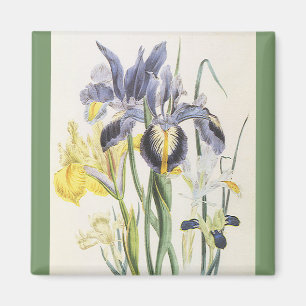 Vintage Floral Botanik, Garden Iris Blume Magnet