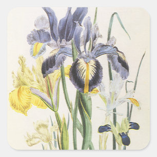 Vintage Floral Botanik, Garden Iris Blume Quadratischer Aufkleber