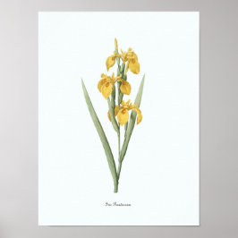 Vintage Floral Illustration Botanical Art Print Poster