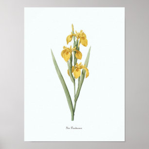 Vintage Floral Illustration Botanical Art Print Poster