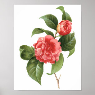 Vintage Floral, Pink Camellia Flowers by Redoute Poster