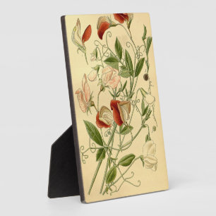 Vintage florale Art Sweet Pea Lathyrus Odoratus Fotoplatte