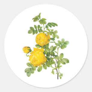 Vintage florale Blume, Gelbe Rosen von Redoute Runder Aufkleber
