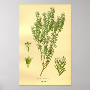 Vintage florale Botanische Phylica Eroides Illustr Poster