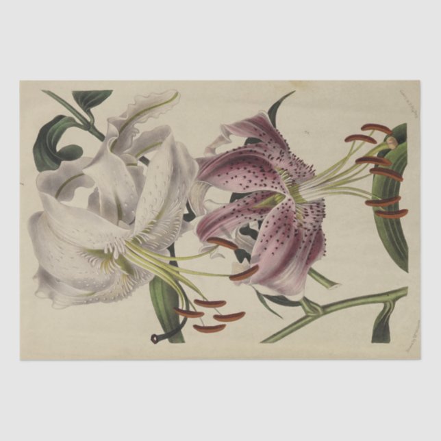 Vintage florale Ephemera Dekoupage Lila Lilie Seidenpapier (Vorderseite)