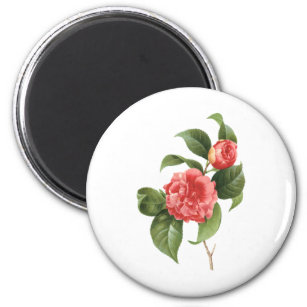 Vintage florale, rosa Kamelien Blume von Redoute Magnet