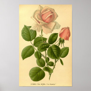 Vintage Florentiner Hybrid Tee Rose La France Poster