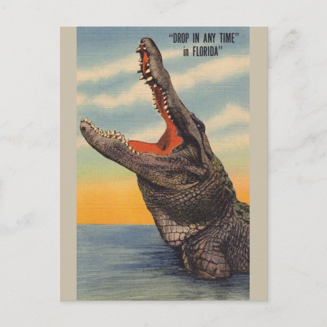 Vintage Florida-Alligatorpostkarte Postkarte (Vorderseite)