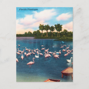 Vintage-Florida-Flamingos-Reisepostkarte Postkarte