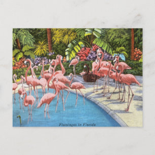 Vintage Florida Flamingos rosa Retro-Reise Postkarte