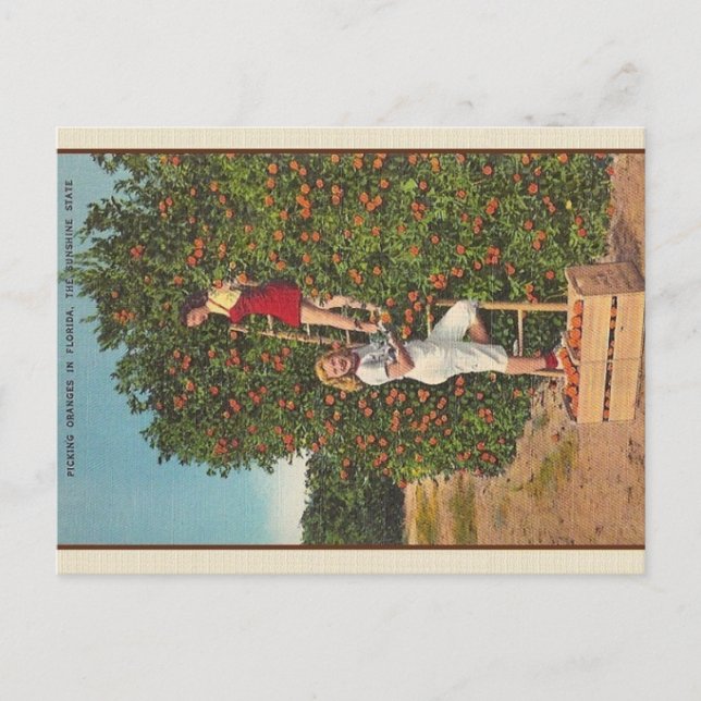 Vintage-Florida-Orangen-Postkarte Postkarte (Vorderseite)