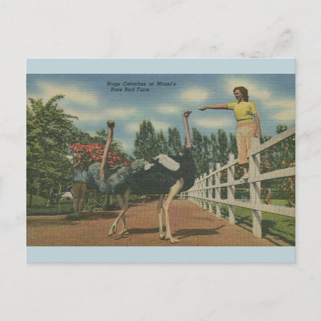 Vintage Florida Ostrich Seltene Vogelfarm Postcard Postkarte (Vorderseite)